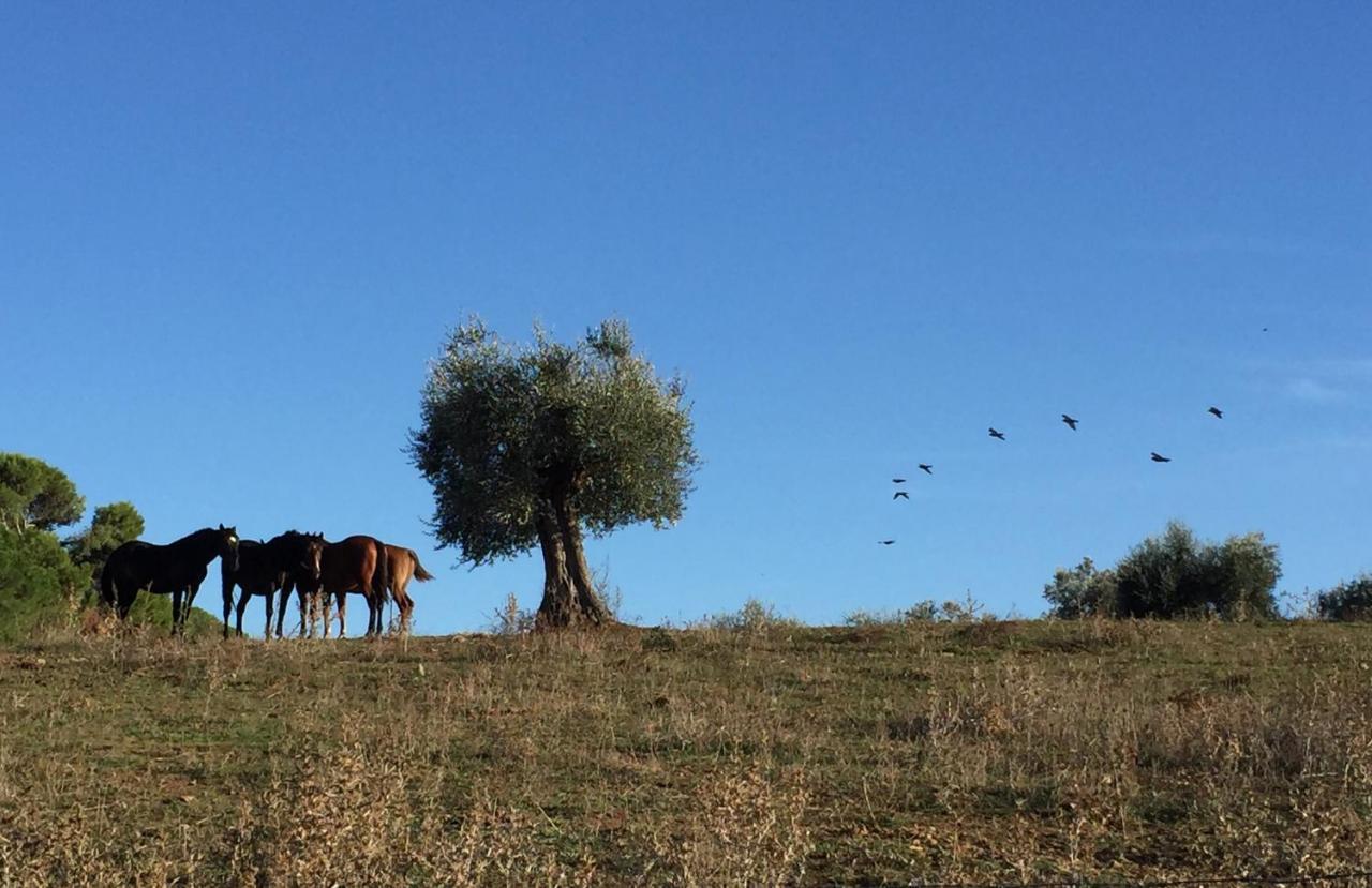 הוילה טלאמונה Agriturismo La Valentina Nuova מראה חיצוני תמונה