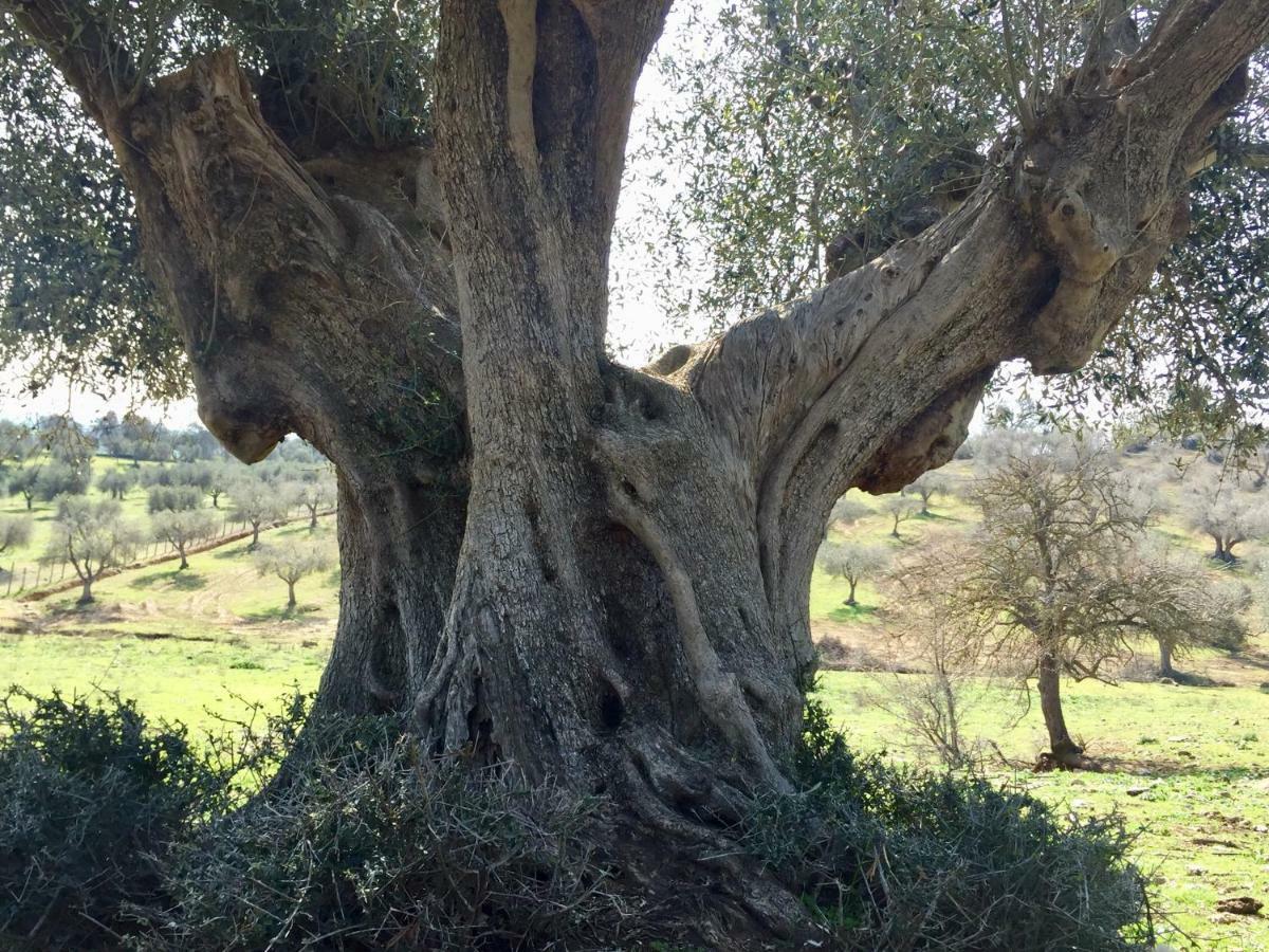 הוילה טלאמונה Agriturismo La Valentina Nuova מראה חיצוני תמונה