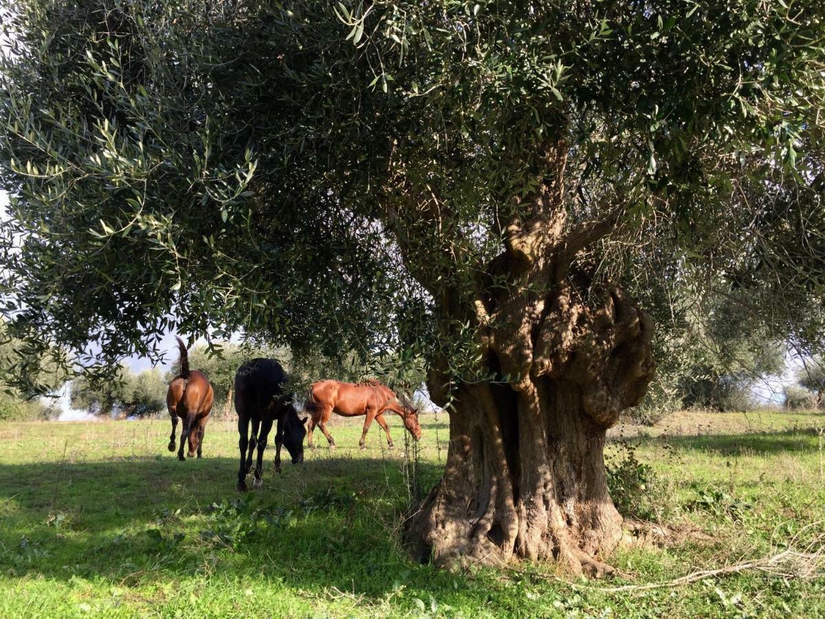 הוילה טלאמונה Agriturismo La Valentina Nuova מראה חיצוני תמונה